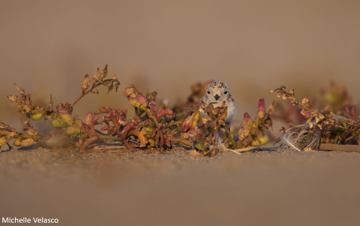 Photo of a snowy plover chick looks at the camera as it stands in sparse vegetation on the beach.